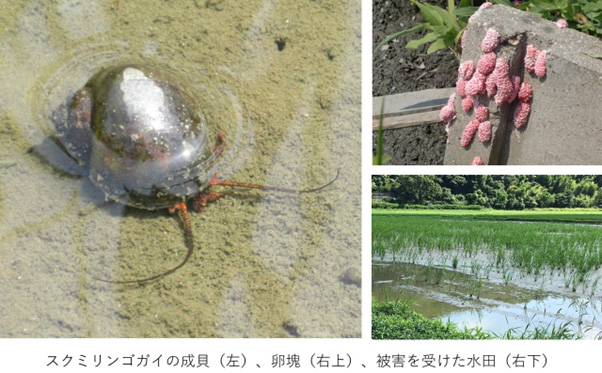 スクミリンゴガイ（ジャンボタニシ）