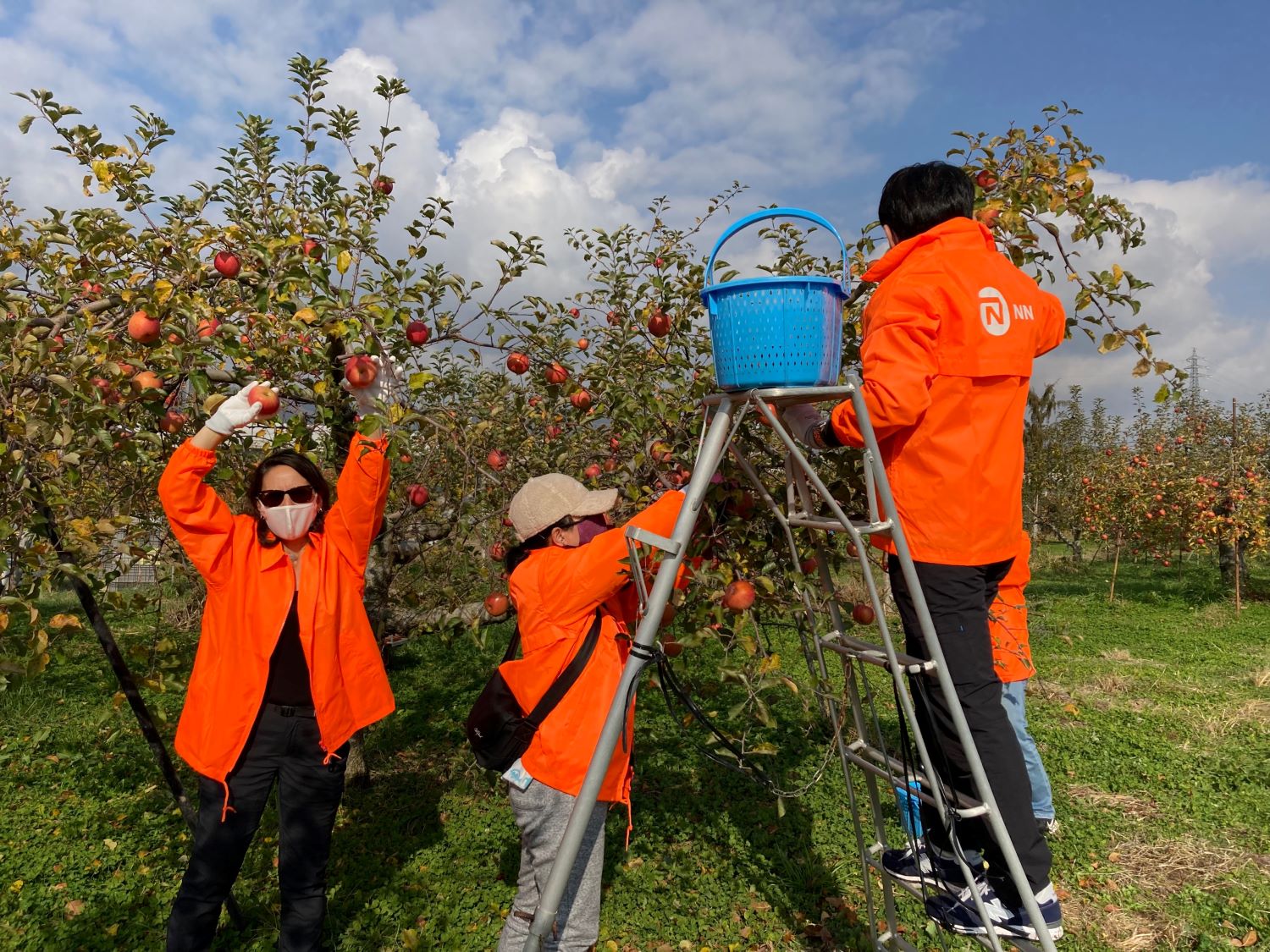 長野県のリンゴ農家で収穫のお手伝い