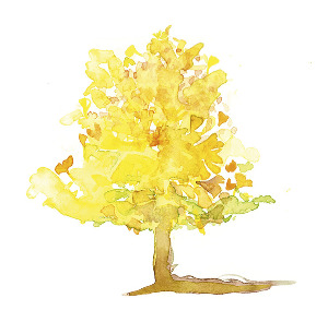 NN-second-layer-illustration-water_colour-ginko_tree_1-RGB_download.jpg