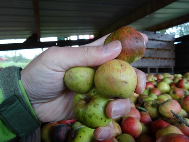 写真）摘果されたりんごの未成熟果（テキカカ）